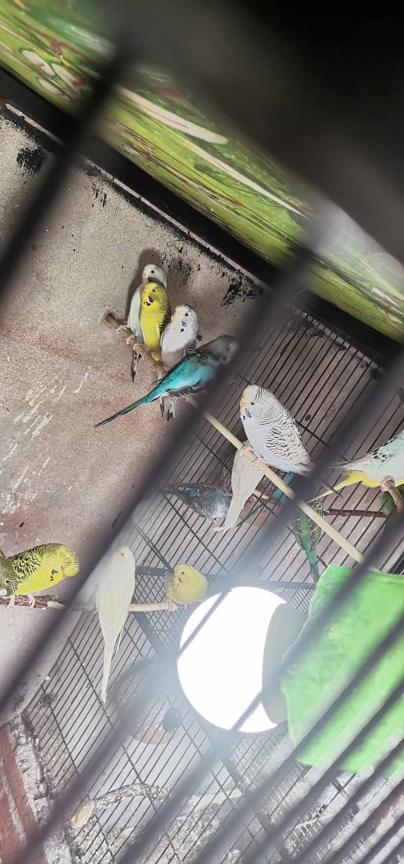 King size split blackface 1