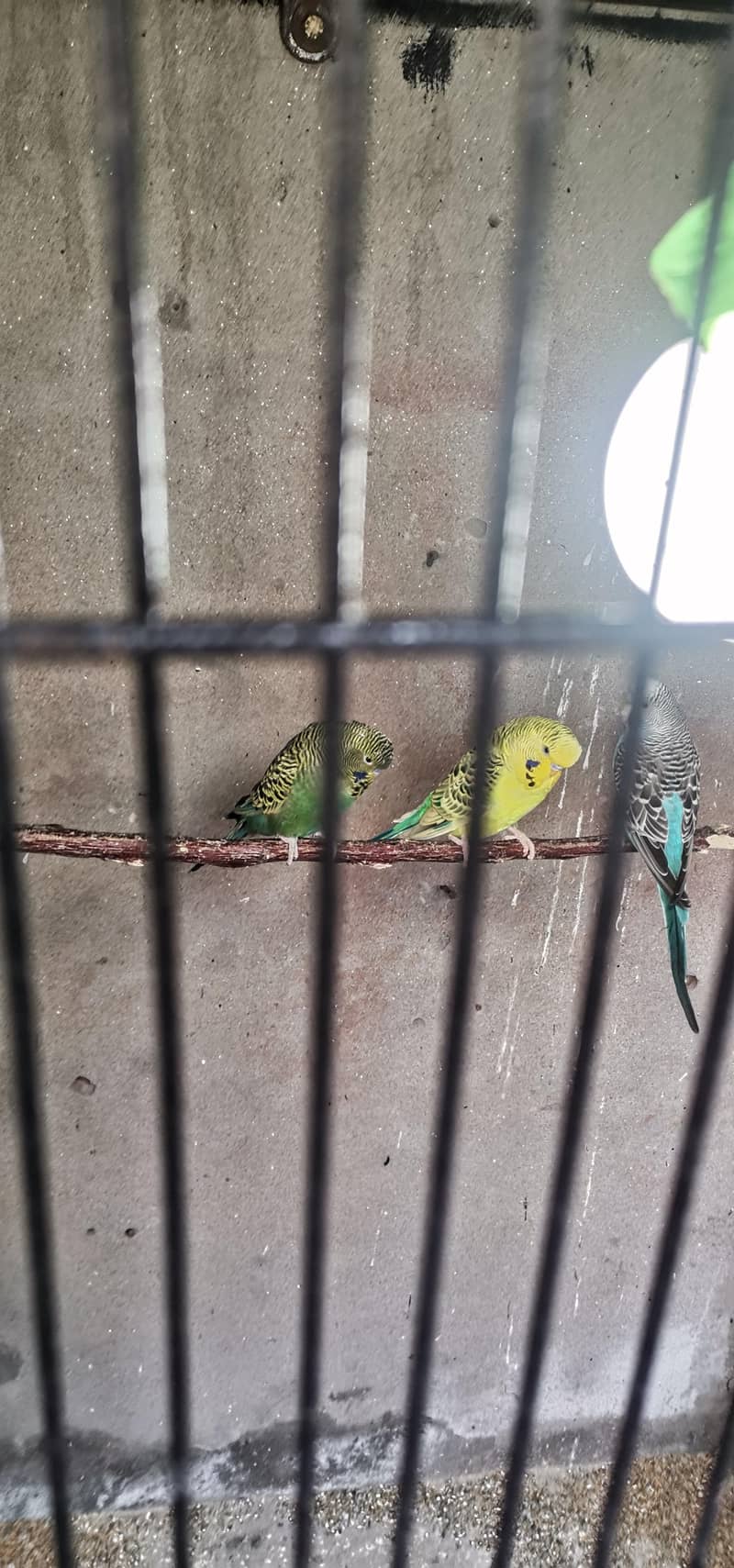 King size split blackface 2