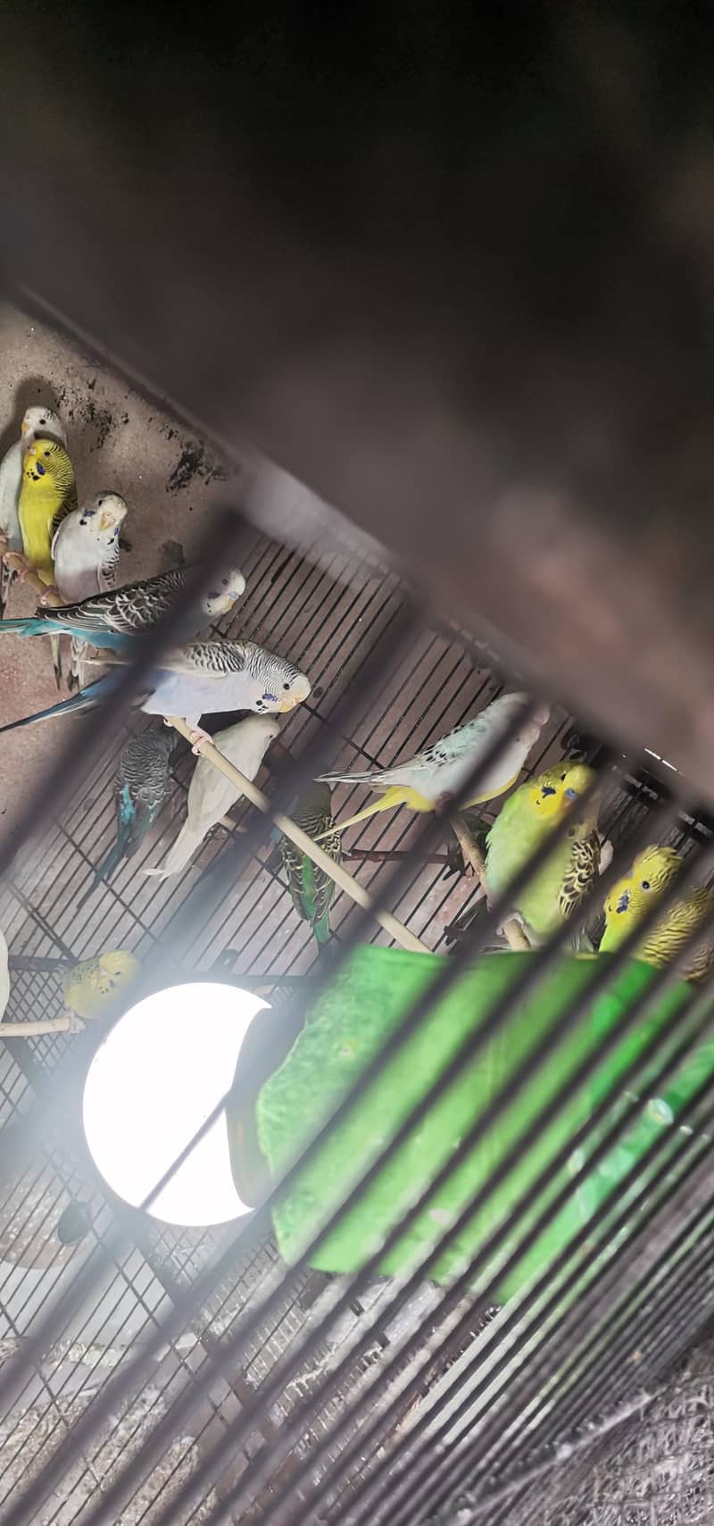 King size split blackface 3