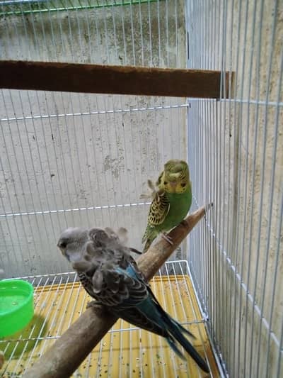 Hogoromo double flower 2 male