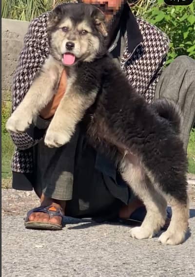 bakharwal dog | bakharwal | bakharwal male puppy  |security dog