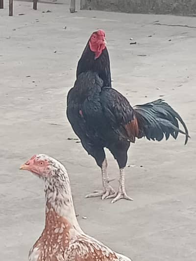 Aseel Pair for sale in Faisalabad