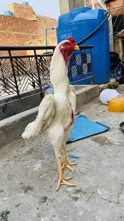 Aseel Shamo 1 years white or black shamo