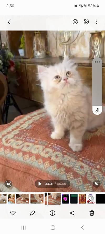 female kitten available