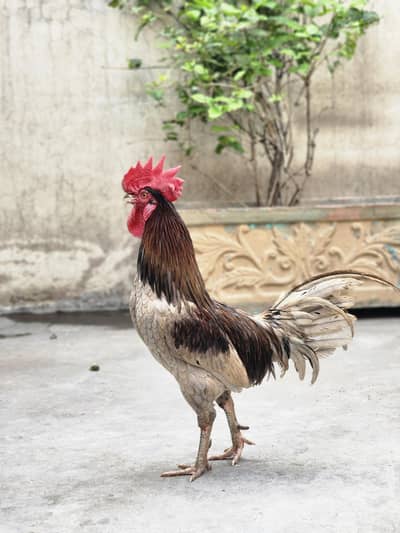 Hens and Rooster for SALE