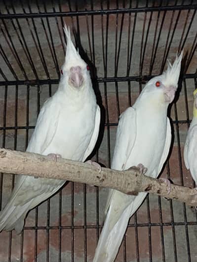 Birds for sale