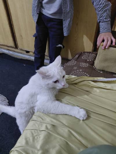 Persian male single coat,