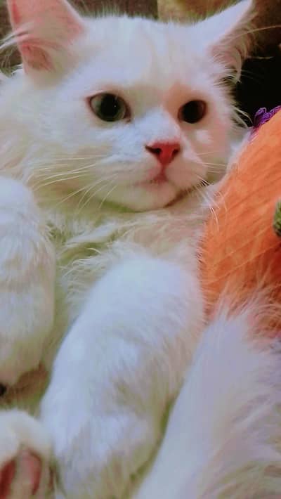 cute healthy full active and litter train