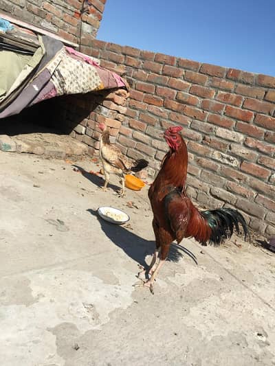 Ghar ka plla howa Aseel jora Good Quality