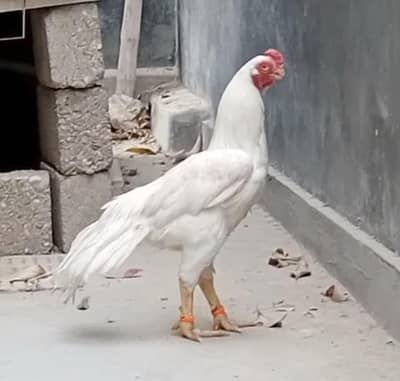 parrot beak long tail