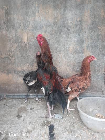 Aseel set hai 1 murga 2 murgiya hai