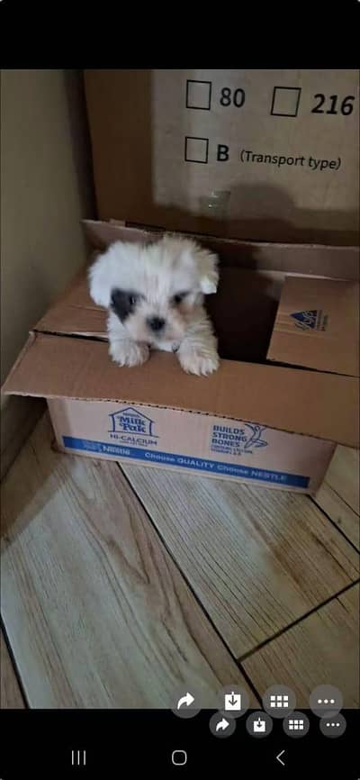 puppy fluffy Japanese dog