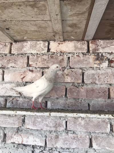 Pigeon, Kaboter kabotar kabooter kabootar