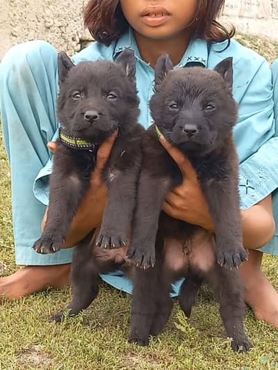 German Shepherd puppy | Long Coat puppies | Dog For Sale | GSD