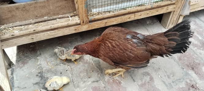 Aseel murgi with 5 chicks