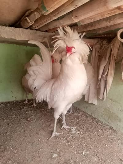 High Quality Polish Hens Set + Molted Bantam Pair (Healthy Breeders)