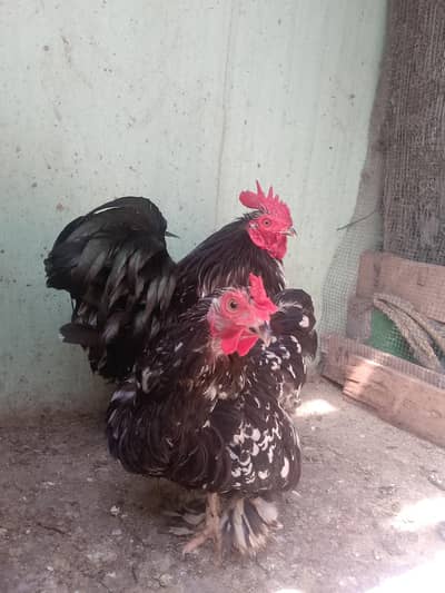 Molted Bantam Pair (Healthy Breeders)