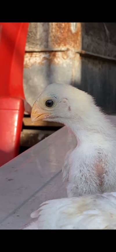 Parrot beak long tail chicks