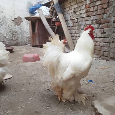 white heavy buff cochain/Aseel lakha mushka