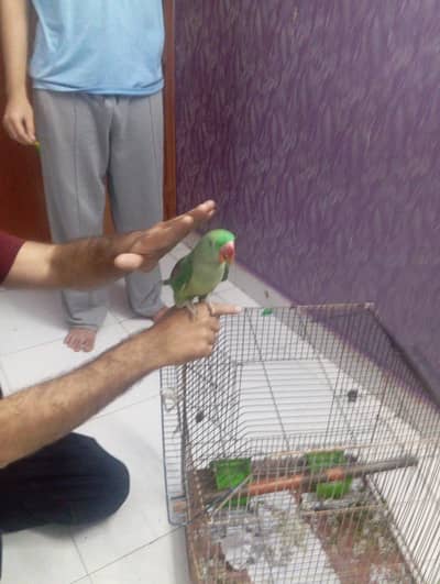 Kashmir raw parrot female