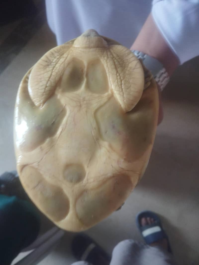 turtle 2