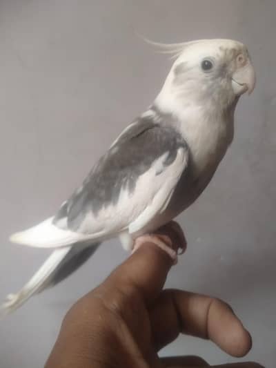 Hand tame charcoal Male cocktail sell