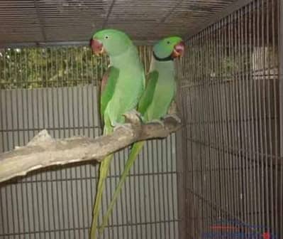 raw breeder pair available fertile eggs ki grante Hogi