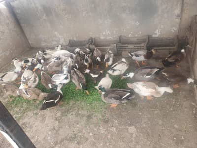 Pure Desi Ducks immediately wanna sale