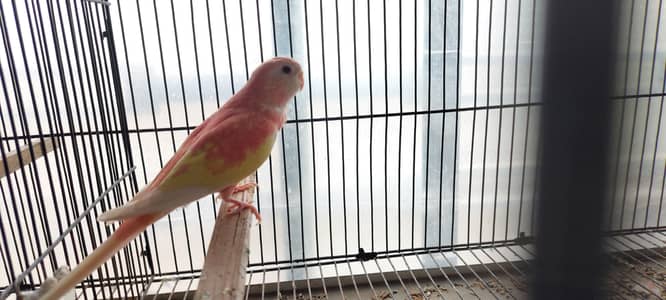 Rubino burqi/pineapple pair/males/cocktail/Hogo pairs/hgh red conure
