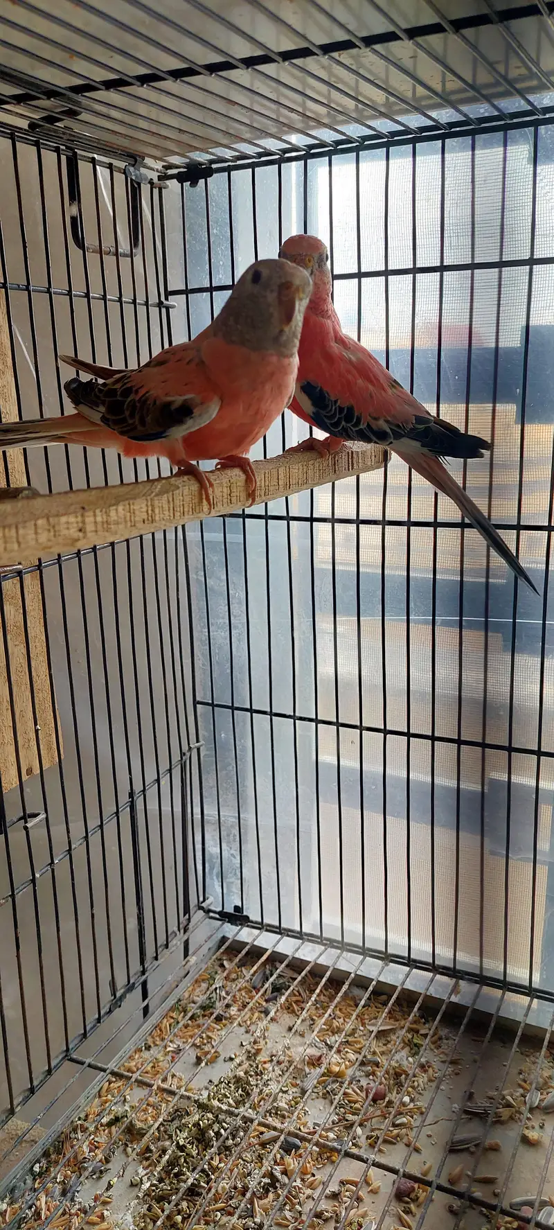 Roza burqi/pineapple male/cocktail/Hogo pairs/hgh red conure