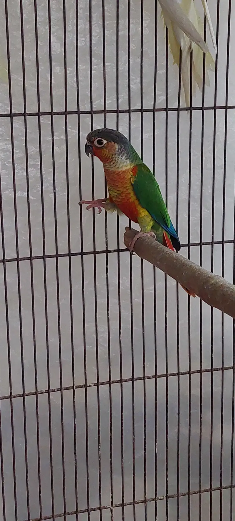 Roza burqi/pineapple male/cocktail/Hogo pairs/hgh red conure — photo 2