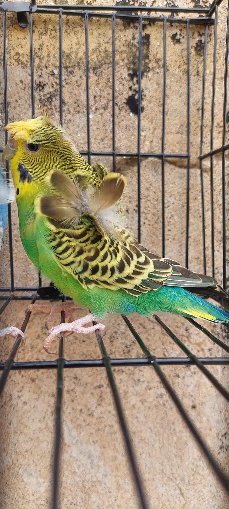 Roza burqi/pineapple male/cocktail/Hogo pairs/hgh red conure — photo 3