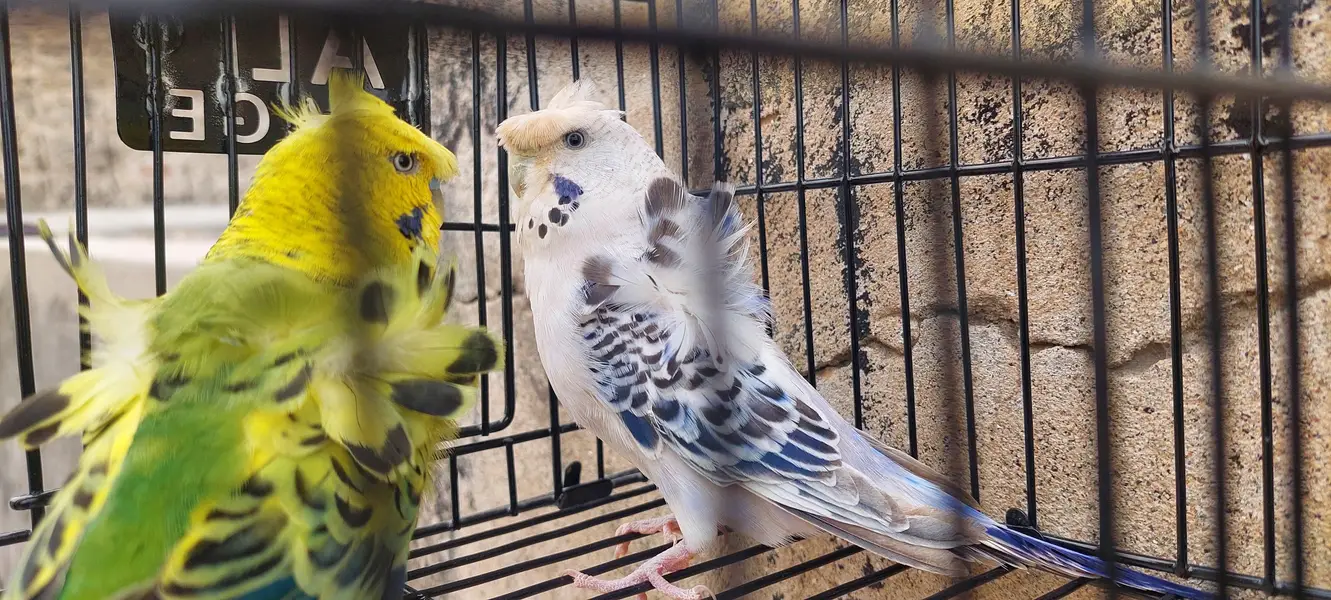 Roza burqi/pineapple male/cocktail/Hogo pairs/hgh red conure — photo 4