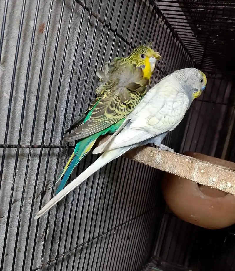 Roza burqi/pineapple male/cocktail/Hogo pairs/hgh red conure — photo 5