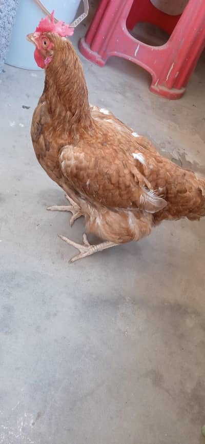 full active hai Kabhi Roz egg deti hai Kabhi eak din choor kay