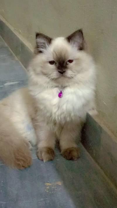 Himalayan persian cat