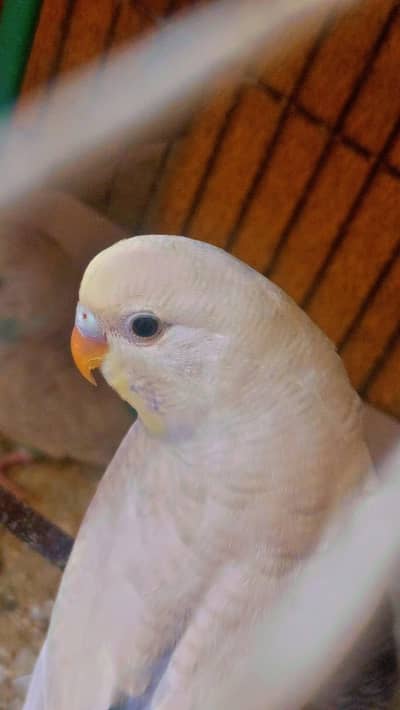 3x pair of Australian parrots.