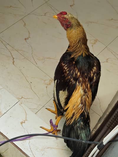 Aseel Laraka Murga Full Activi 2kg