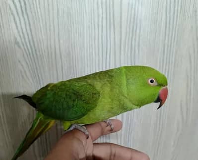 Green parrot