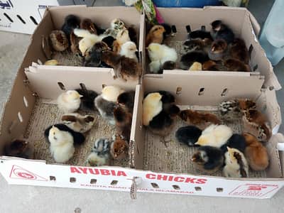 Desi chozay for sale per chozay 100 rupees