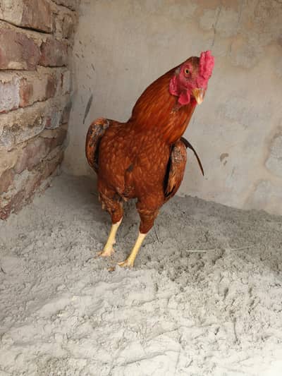 peela zehreela patha for sale