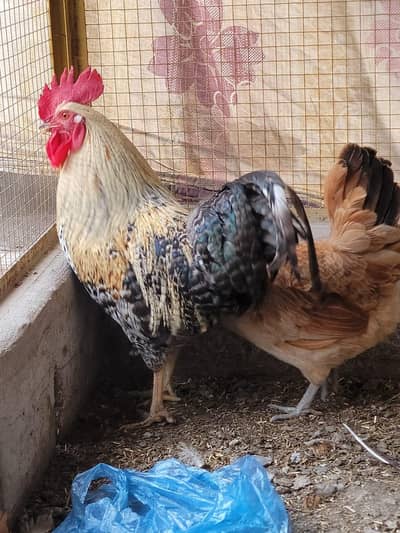 Murgha Murgi Pair Heallthy Active