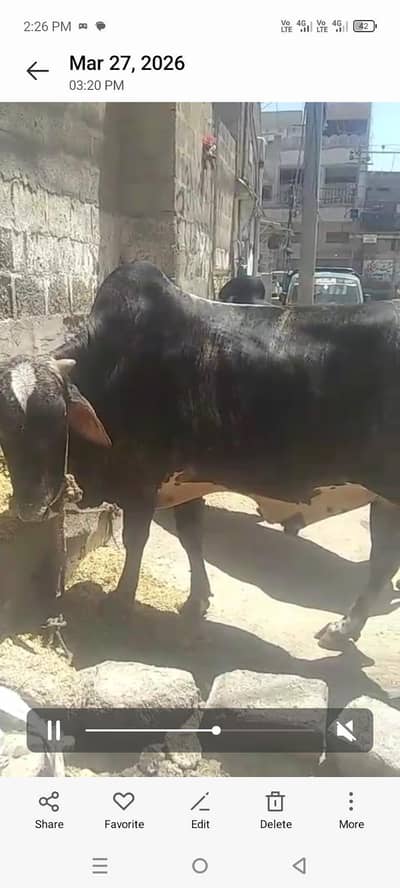 بچھڑے براۓ فروخت