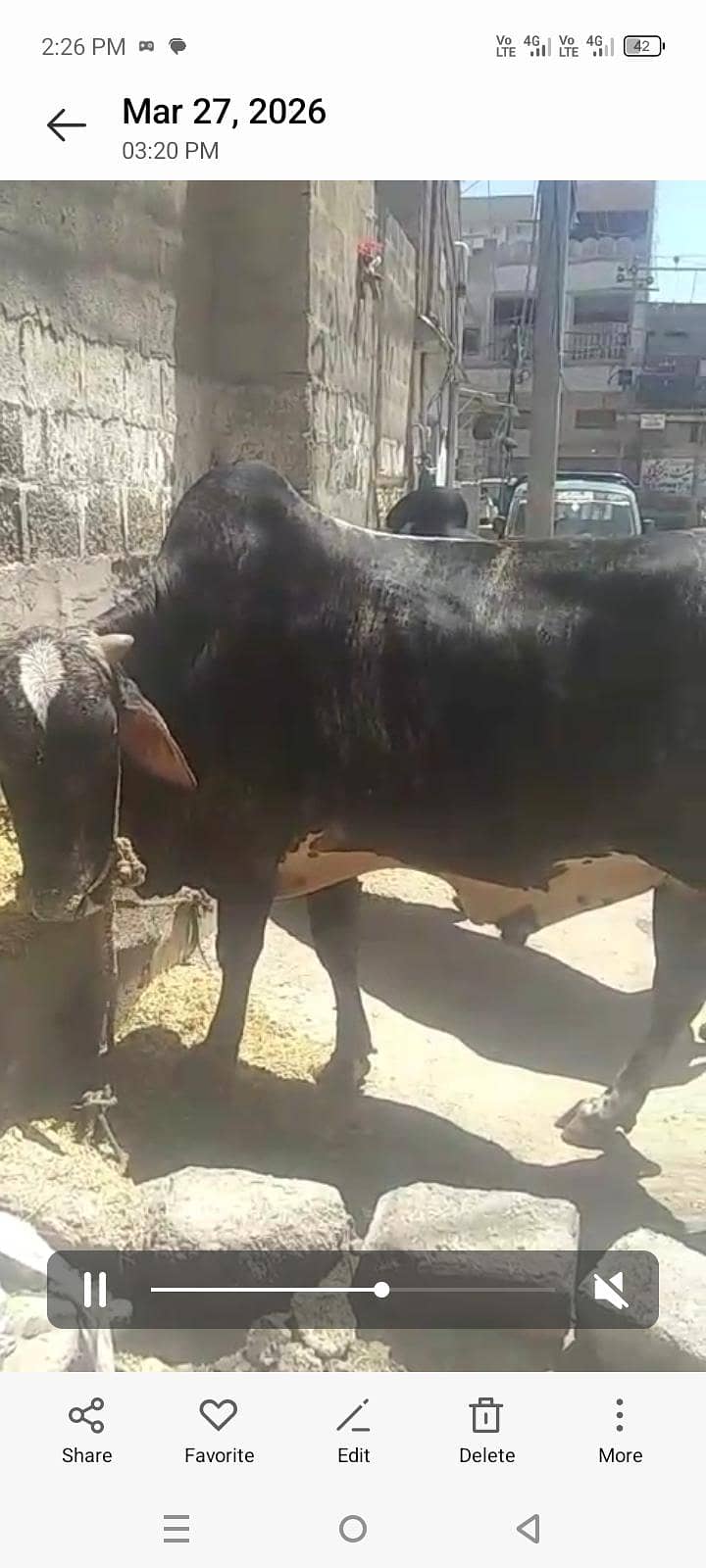 بچھڑے براۓ فروخت 0