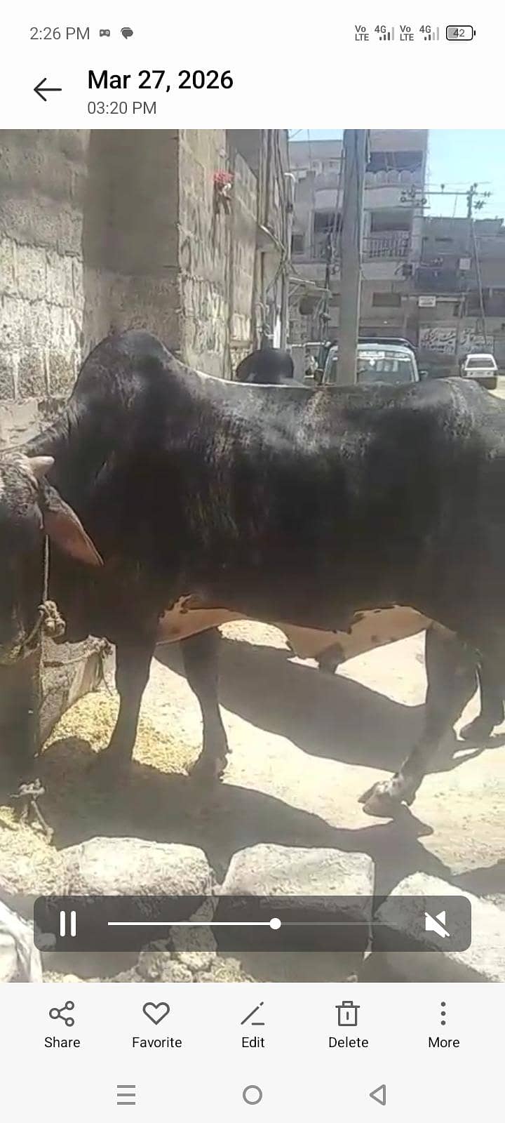 بچھڑے براۓ فروخت 1