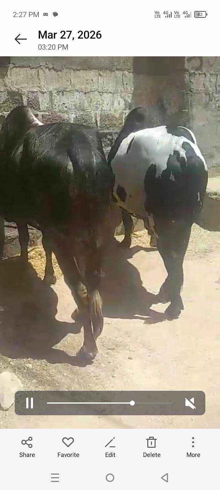 بچھڑے براۓ فروخت 2