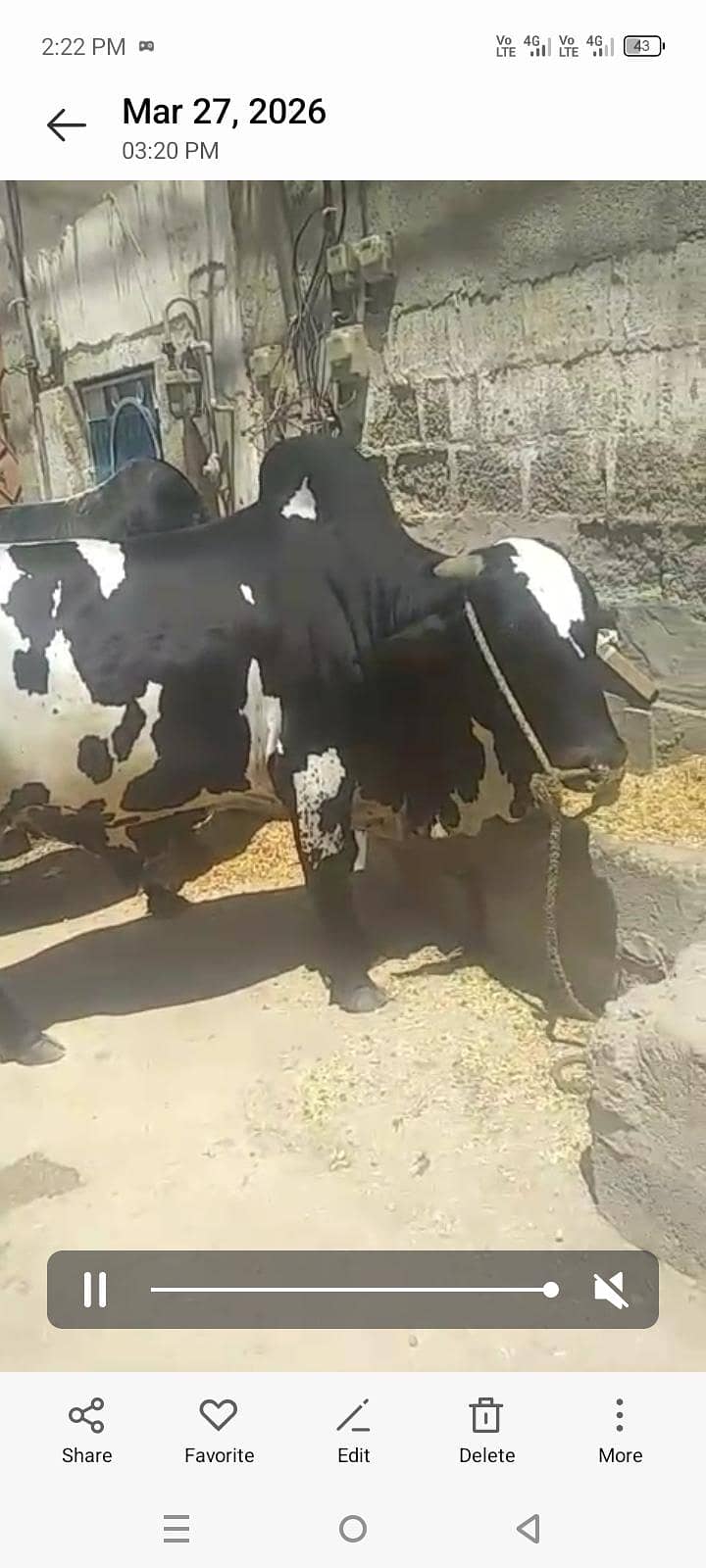 بچھڑے براۓ فروخت 3