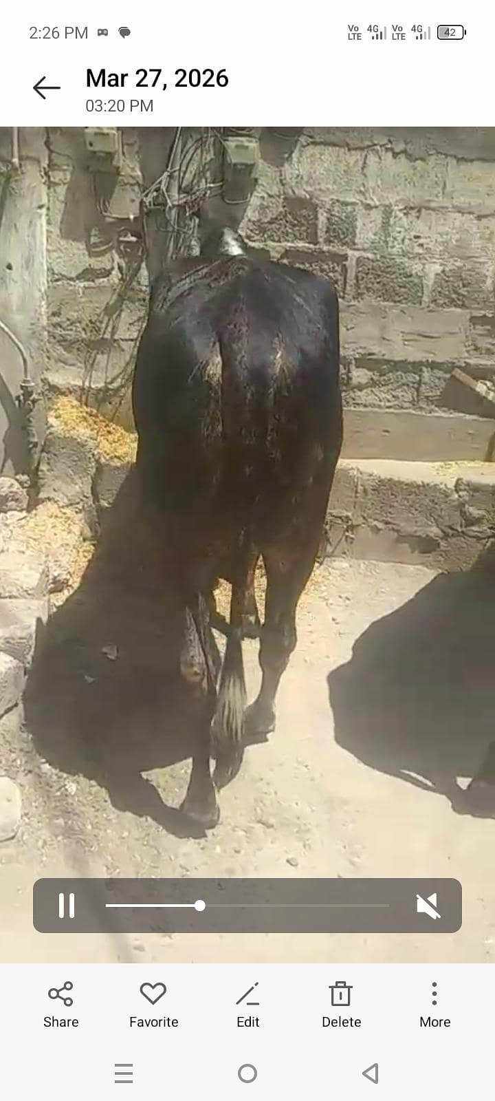 بچھڑے براۓ فروخت 5