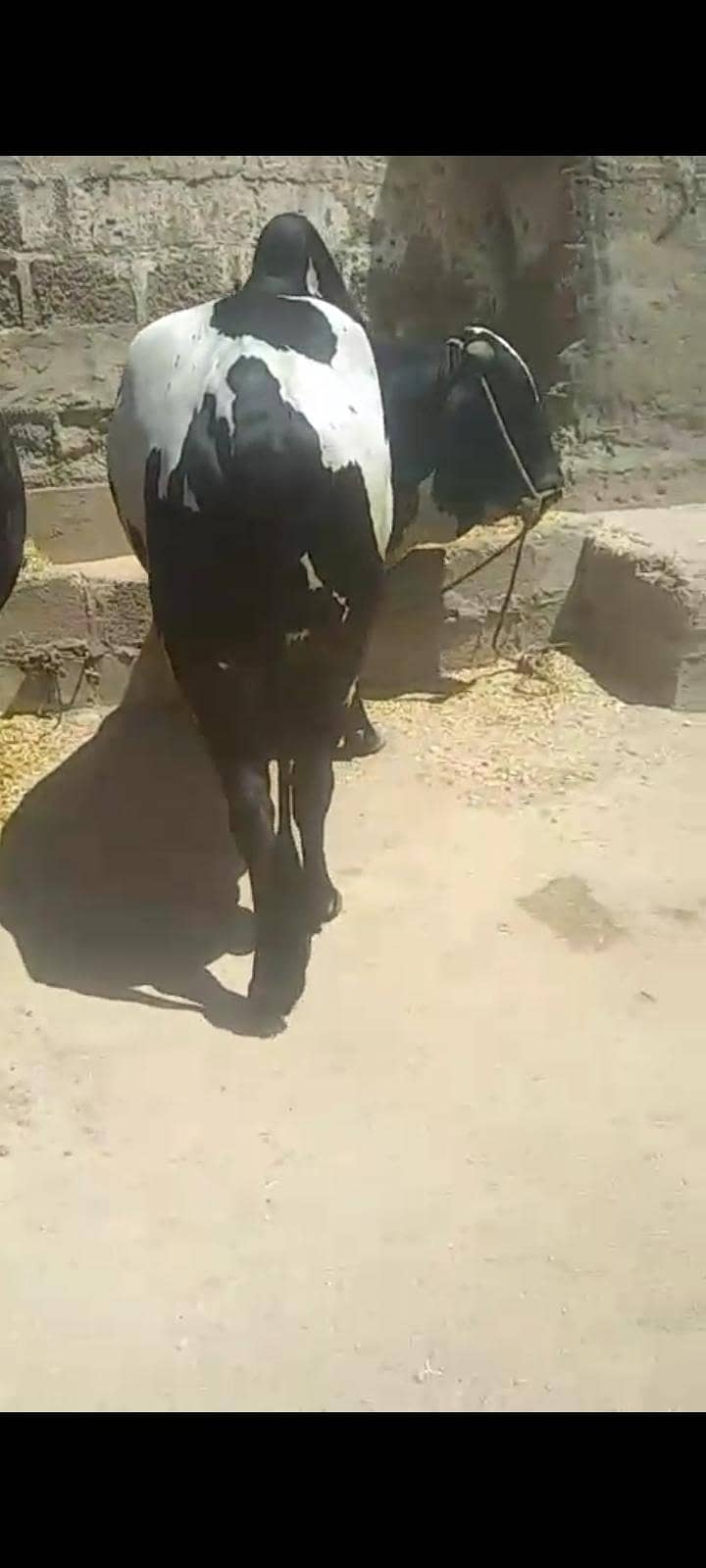 بچھڑے براۓ فروخت 6