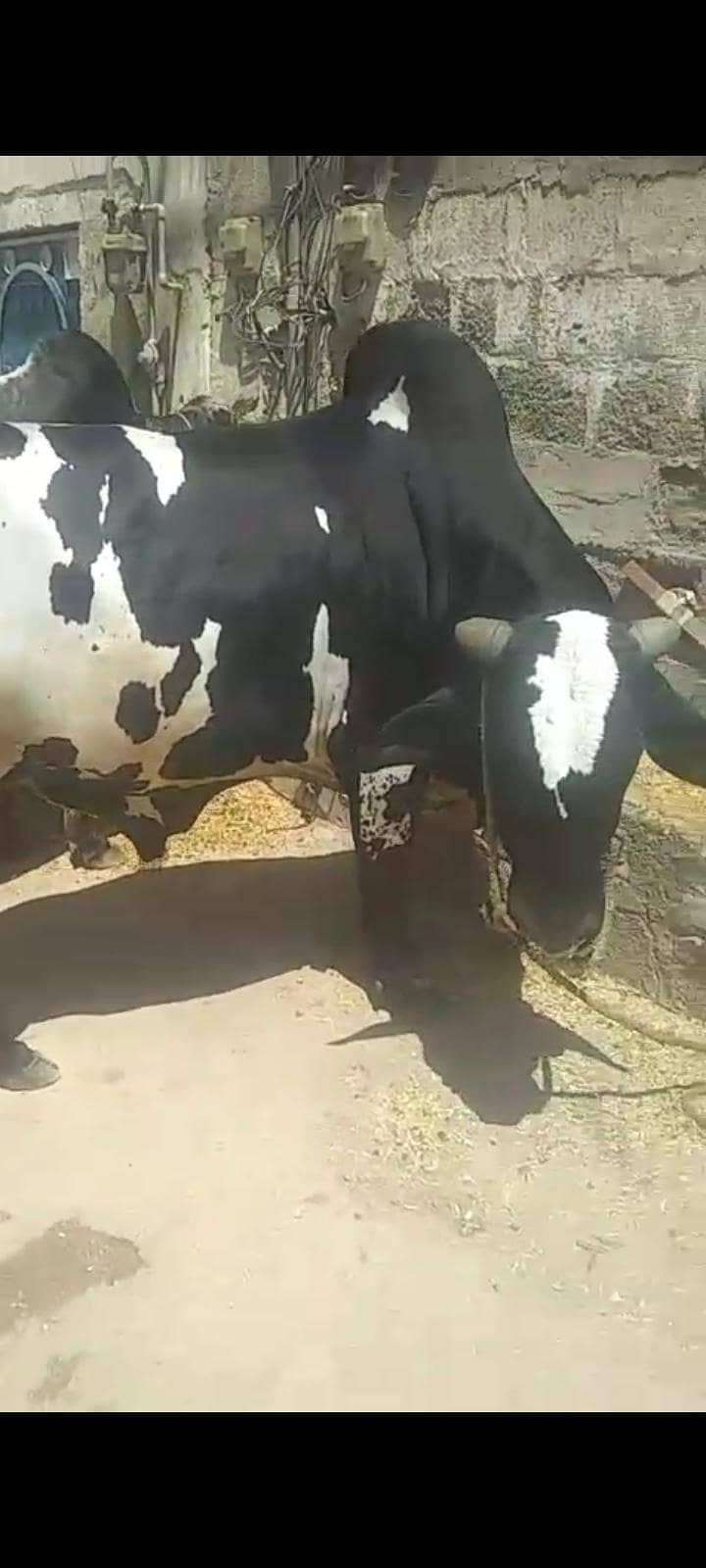 بچھڑے براۓ فروخت 7